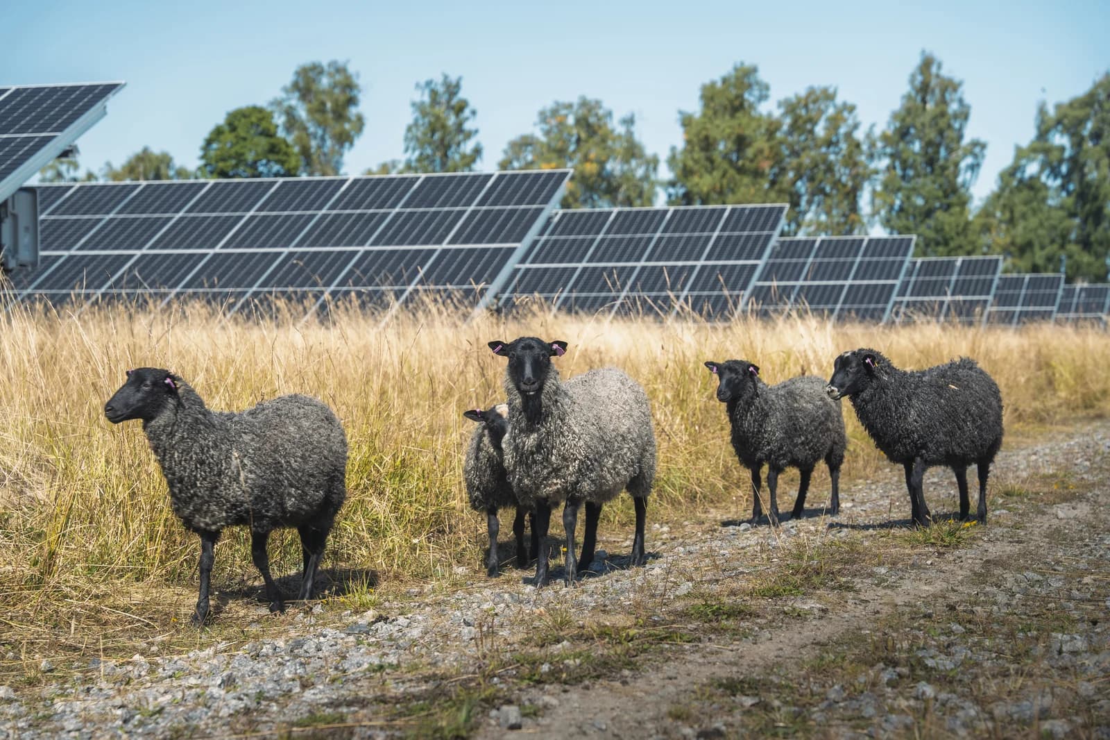 Ovejas pastando entre los paneles del parque solar de Rossvik